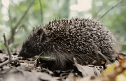 egel