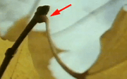 egel